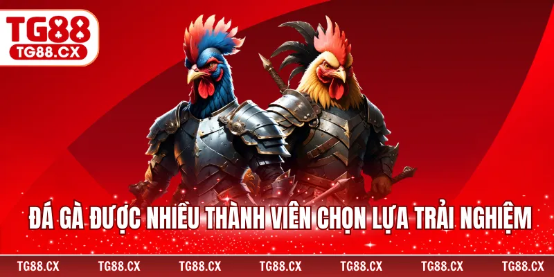 Đá gà được nhiều thành viên chọn lựa trải nghiệm